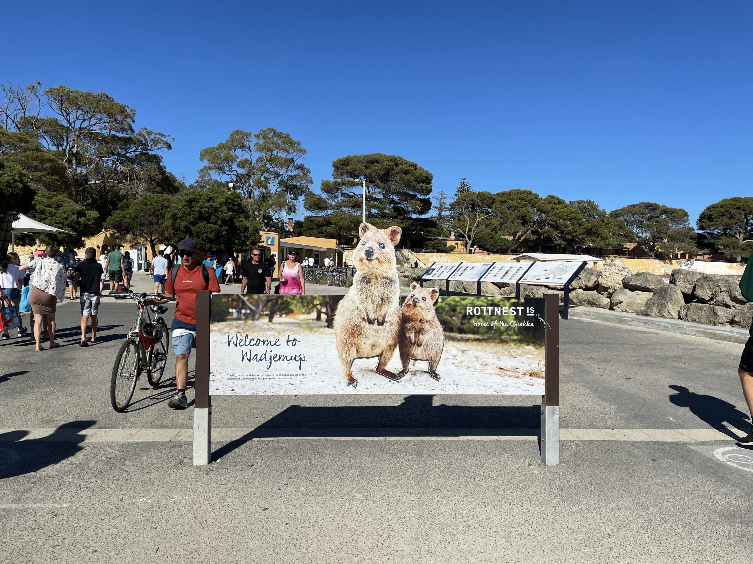 『澳洲打工度假』西澳WA伯斯 羅特尼斯島 Perth Rottnest Island世界上最可愛的動物-短尾矮袋鼠Quokka 竟然在特價啦(上)