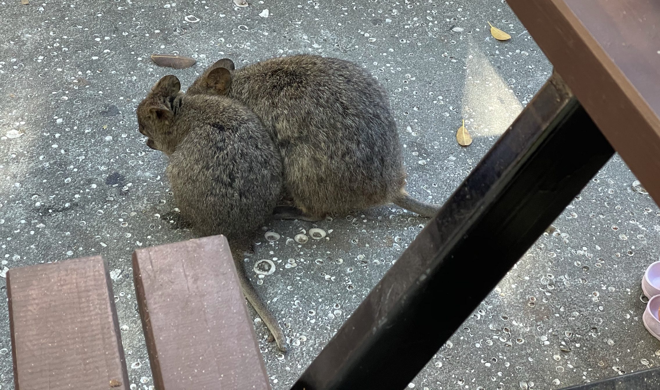 『澳洲打工度假』西澳WA伯斯 羅特尼斯島 Perth Rottnest Island世界上最可愛的動物-短尾矮袋鼠Quokka 竟然在特價啦(下)